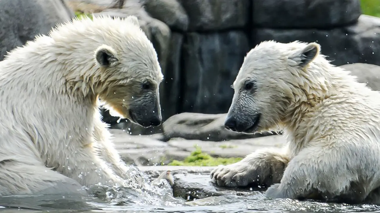 Memphis Holidays Rotterdam Zoo Blijdorp Rotterdam memphis-holidays-rotterdam-zoo-blijdorp-rotterdam